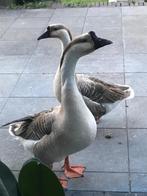 Chinese knobbelganzen beschikbaar van 2025, Dieren en Toebehoren, Pluimvee, Meerdere dieren, Gans of Zwaan