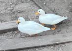 Koppeltje hollandse witte kwakers, Dieren en Toebehoren, Meerdere dieren, Eend