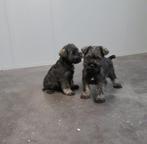 dwergschnauzer pups schnauzer, Dieren en Toebehoren, België, Overige rassen, CDV (hondenziekte), 8 tot 15 weken