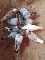 Postduiven 2025, Dieren en Toebehoren, Mannelijk, Postduif