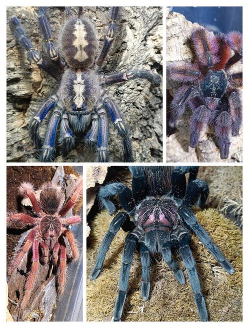 Vogelspinnen vogelspin te koop houten ham verzenden pickup, Dieren en Toebehoren, Insecten en Spinnen