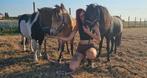 Paardentransport gezocht, Dieren en Toebehoren, Ophalen