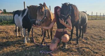 Paardentransport gezocht  beschikbaar voor biedingen