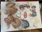 schelpen, Ophalen, Schelp(en)