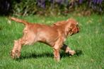 Engelse Cocker Spaniël pups te koop, Dieren en Toebehoren, Honden | Retrievers, Spaniëls en Waterhonden, 15 weken tot 1 jaar, Buitenland