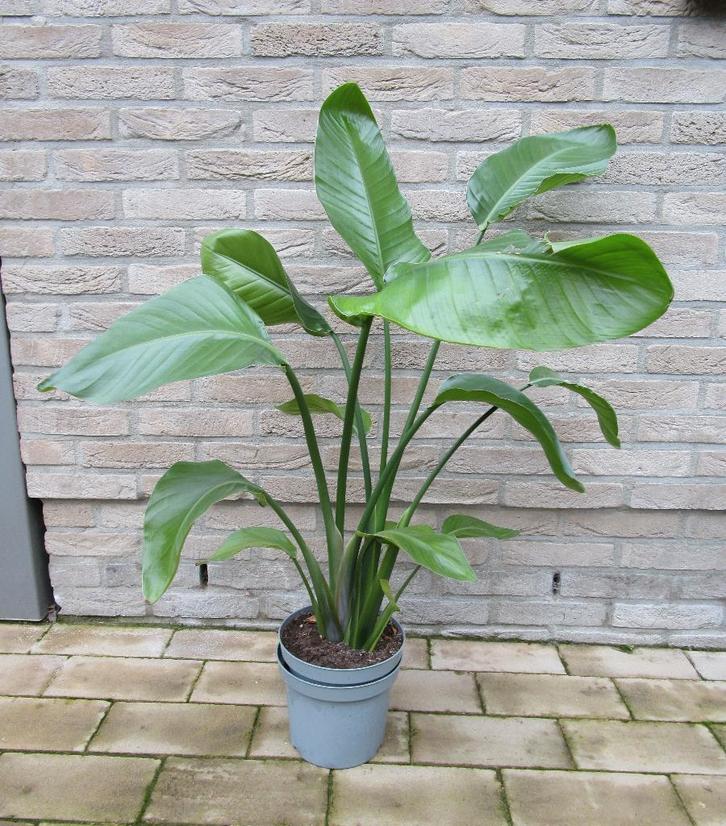 Kamerplant Strelitzia Nicolai - Paradijsvogelplant ca. 1m, Huis en Inrichting, Kamerplanten, Overige soorten, Minder dan 100 cm