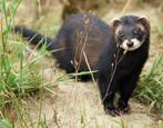 jonge black sable fretjes, Dieren en Toebehoren, Overige Dieren, Mei