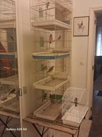 2 couples de tarin du Venezuela un couple de terrain Yaël un, Animaux & Accessoires, Oiseaux | Canaris