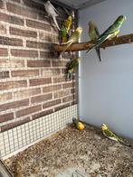 Roodrug parkieten ‘25, Dieren en Toebehoren, Vogels | Parkieten en Papegaaien, Meerdere dieren, Parkiet, Geringd