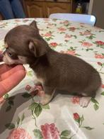 chihuahua pups t.cup & mini raszuiver zeer mooie ! kleintjes, België, Fokker | Hobbymatig, 8 tot 15 weken, CDV (hondenziekte)