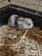 Konijnen baby, Dieren en Toebehoren, Geslacht onbekend, Middelgroot, Hangoor, 0 tot 2 jaar