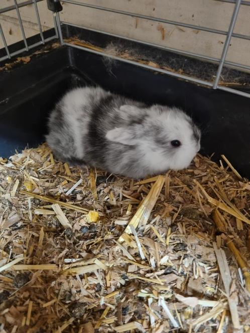 Konijnen baby, Dieren en Toebehoren, Konijnen, Middelgroot, Geslacht onbekend, 0 tot 2 jaar, Hangoor