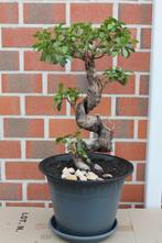 Bonsai, Ophalen, In pot