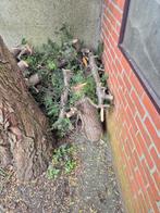 vers hout voor als brandhout, Tuin en Terras, Brandhout, Ophalen of Verzenden