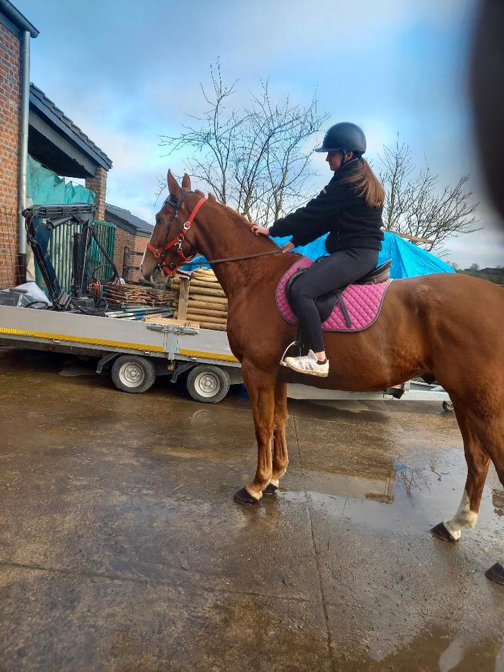 Hongre, Animaux & Accessoires, Chevaux, Hongre, Débourré, 165 à 170 cm, 3 à 6 ans, Cheval de récréation, Avec pedigree, Avec puce électronique