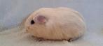 Prachtig gladhaar cavia zeugje, Dieren en Toebehoren, Knaagdieren, Mei, Vrouwelijk, Cavia