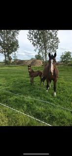 Gezonde (fok) merrie, Dieren en Toebehoren