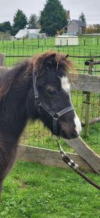 Minipaard hengstje van 2024., Dieren en Toebehoren, Pony's, Hengst, Gechipt, 0 tot 2 jaar