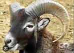 Mouflon schaap te koop, Dieren en Toebehoren, Schapen, Geiten en Varkens, Schaap, Meerdere dieren, 3 tot 5 jaar