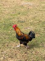 Hanen te koop, Mannelijk, Kip
