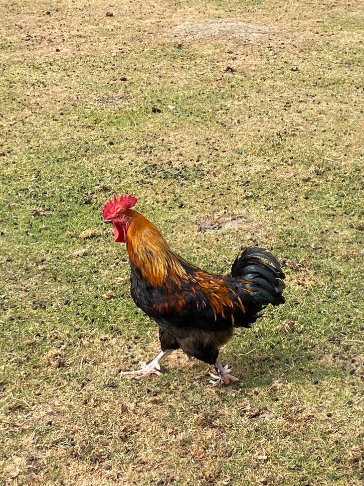 Hanen te koop, Dieren en Toebehoren, Pluimvee, Kip, Mannelijk