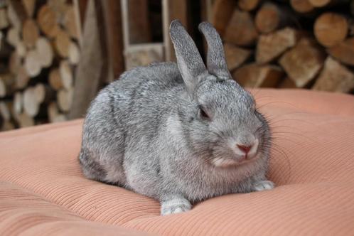 Heel lief dwergkonijn voedster, Dieren en Toebehoren, Konijnen, Dwerg, Vrouwelijk, 0 tot 2 jaar