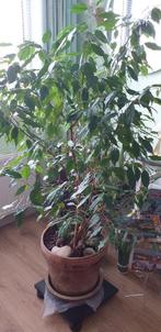 Ficus benjamina, 100 tot 150 cm, Ficus, Halfschaduw, In pot