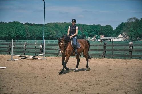 Betrouwbare en mensgerichte merrie zoekt nieuwe thuis, Dieren en Toebehoren, Paarden, Merrie, 165 tot 170 cm, 11 jaar of ouder