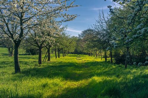 Recherché: maison avec grand terrain -pour forêt alimentaire, Immo, Maisons à vendre, 1500 m² ou plus, Maison individuelle