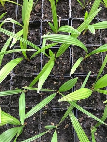Trachycarpus princeps x nanus beschikbaar voor biedingen