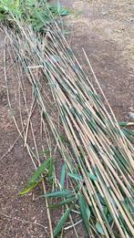 Gratis bamboe stokken en/of bamboe kluiten, Ophalen of Verzenden, Bamboe, 250 cm of meer