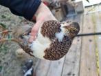 Kwartels van deze jaar, Dieren en Toebehoren, Pluimvee