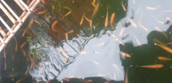 ELRITSEN GOUDELRITSEN, Dieren en Toebehoren, Vissen | Vijvervissen