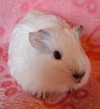2 jonge beertjes, Dieren en Toebehoren, Cavia, Mannelijk, Tam, September