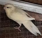 Kakariki epp( sauvages)