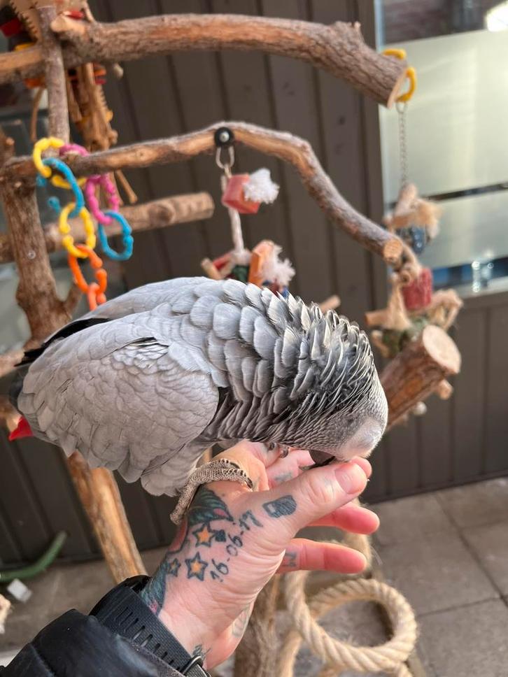 Tamme grijze roodstaart, Dieren en Toebehoren, Vogels | Parkieten en Papegaaien, Papegaai, Vrouwelijk, Pratend, Tam, Geringd