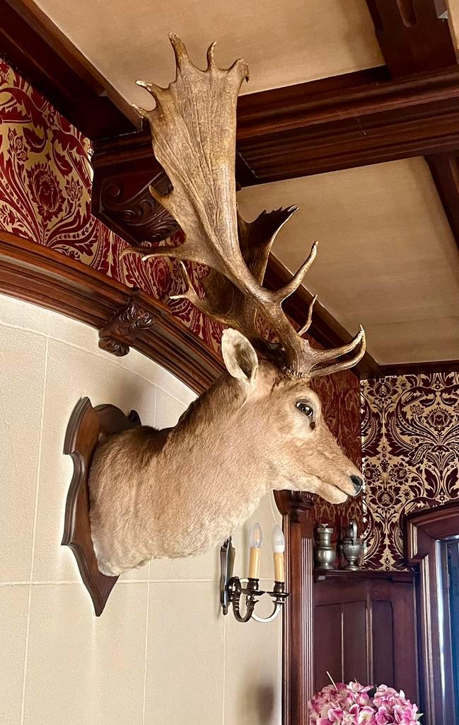 Hertenkop — jaren 70 — groot formaat, Huis en Inrichting, Woonaccessoires | Wanddecoraties, Zo goed als nieuw, Ophalen