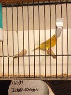 Agaat geel intensief man's, Dieren en Toebehoren, Vogels | Overige Vogels