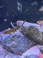Synodontis 10 stuks, Dieren en Toebehoren