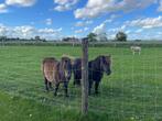 shetlandpony te koop, Dieren en Toebehoren, Merrie, Onbeleerd, A pony (tot 1.17m), 0 tot 2 jaar