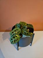 Kamerplant Calathea, Huis en Inrichting, Kamerplanten, Ophalen