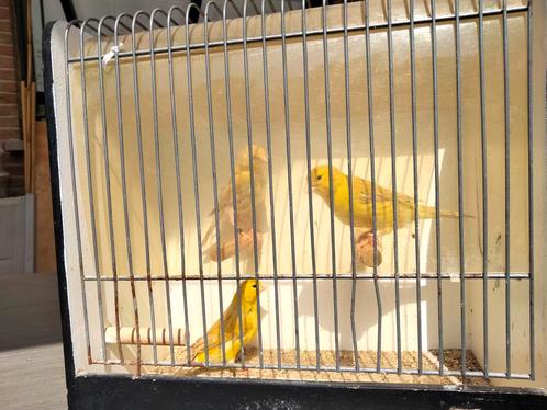 Te bekomen 2 x 3 jonge isabel gele kanaries van 2 koppels, Dieren en Toebehoren, Vogels | Kanaries, Kleurkanarie, Meerdere dieren