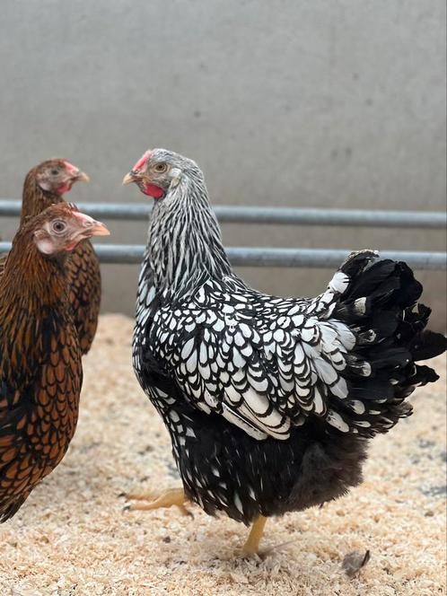 Wyandotte groothoenders, Animaux & Accessoires, Volatiles, Poule ou poulet, Plusieurs animaux