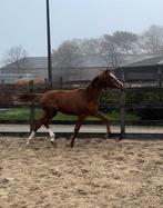 Merrieveulen uit topstam, Dieren en Toebehoren, Paarden, Merrie, Gechipt, Niet van toepassing, Dressuurpaard