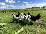 Jonge schijndelaar kippen gesekst en ingeënt diverse kleuren, Dieren en Toebehoren, Pluimvee, Vrouwelijk