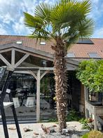 Palmboom, Tuin en Terras, Planten | Bomen, Lente, 250 tot 400 cm, Palmboom, Ophalen