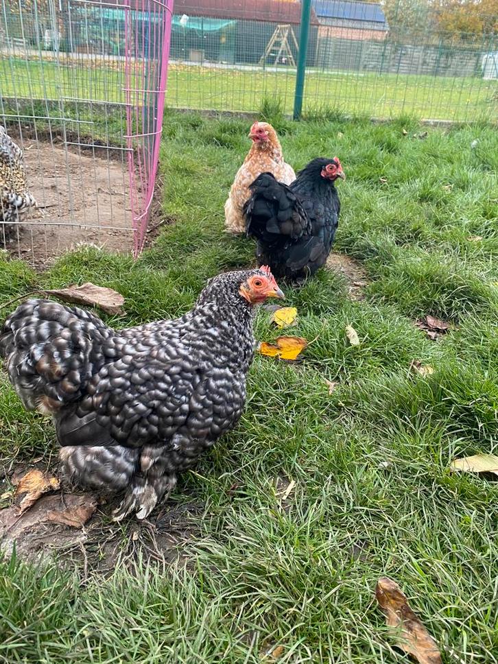 Cochin krieltjes, Dieren en Toebehoren, Pluimvee, Kip, Meerdere dieren