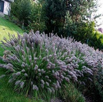 Pennisetum 'Black beauty' beschikbaar voor biedingen