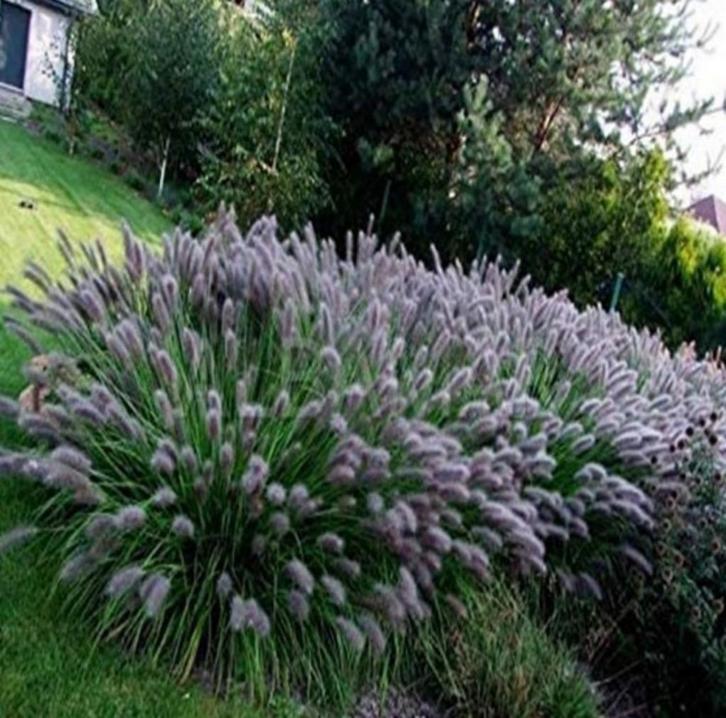 Pennisetum 'Black beauty', Tuin en Terras, Planten | Tuinplanten, Vaste plant, Siergrassen, Volle zon, Zomer, Ophalen
