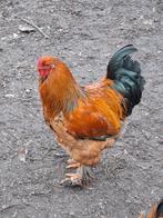 Brahma haan Columbia buff zwart, Dieren en Toebehoren, Pluimvee, Mannelijk